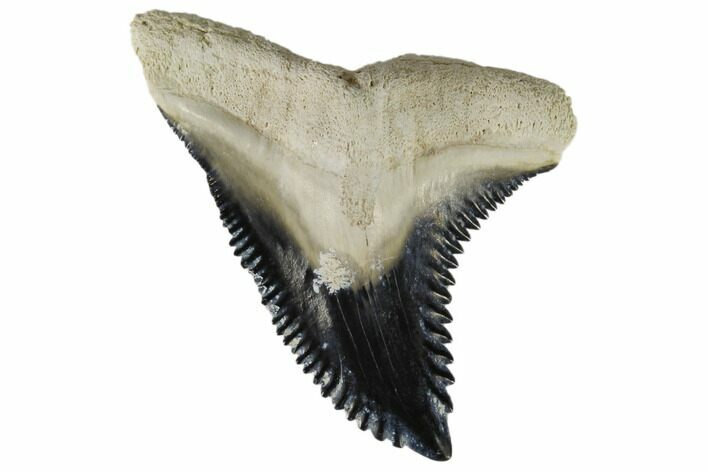 Large, Fossil Shark Tooth (Hemipristis) - Bone Valley, Florida #113787